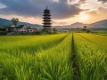 智慧与卫生，稻花香夷陵的智慧与卫生文化与农业与商业的完美融合